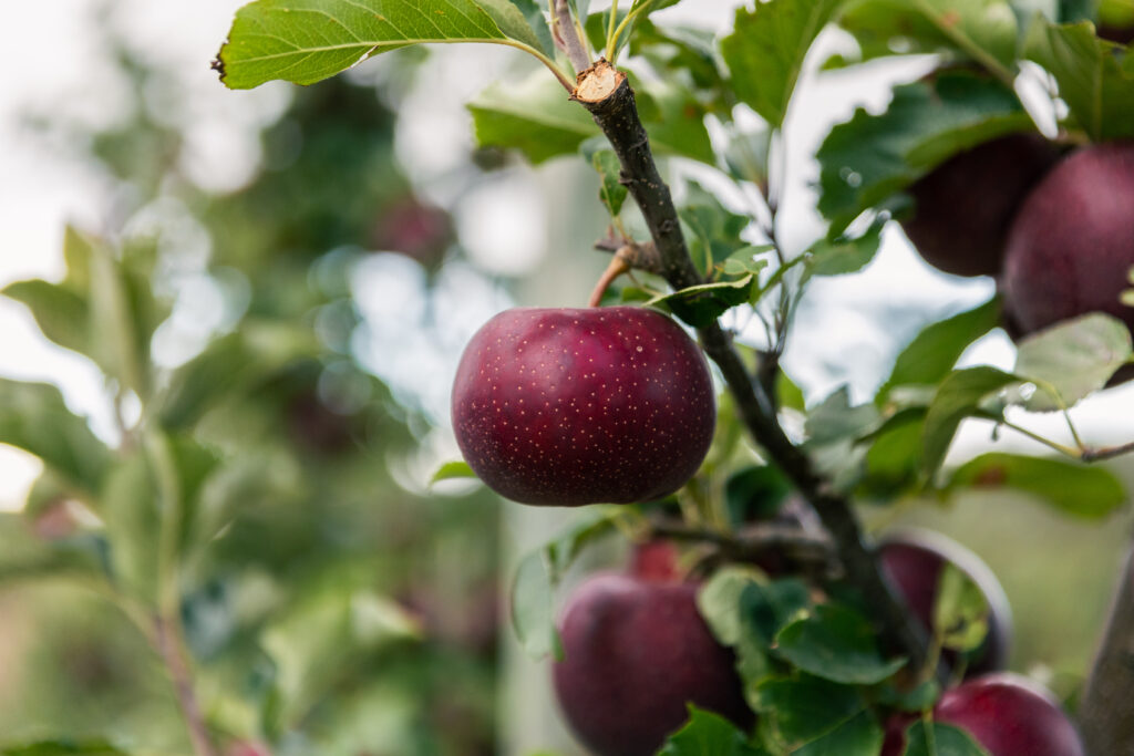 apple